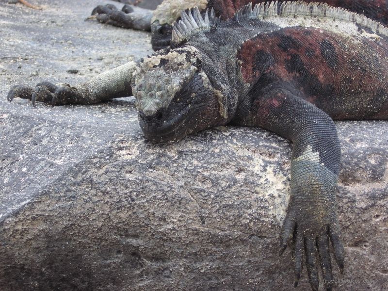 marine iguana lying rock reptile
